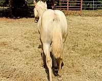 flashy-colt-filly
