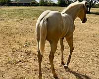 dunalino-palomino-colt-filly