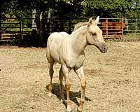 ranch-versatility-colt-filly