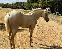 performance-colt-filly