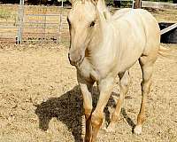 youth-colt-filly