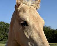 dun-aqha-nfqha-colt-filly