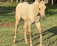 buckskin-aqha-nfqha-colt-filly