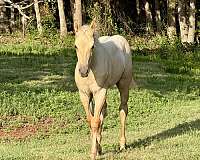 dunalino-aqha-nfqha-colt-filly
