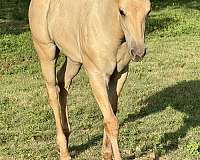 palomino-aqha-nfqha-colt-filly
