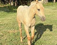 dunalino-aqha-nfqha-horse