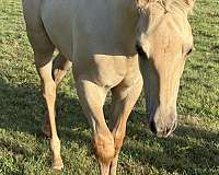 buckskin-aqha-nfqha-horse