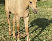 palomino-aqha-nfqha-horse