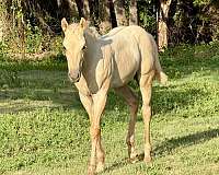 buckskin-palomino-colt-filly