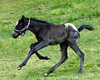 jumper-filly-foal