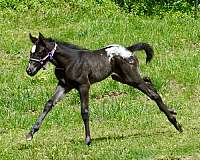black-appaloosa-filly-foal