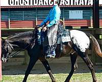 sporthorse-filly-foal