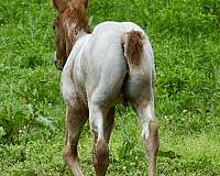 chestnut-fewspot-horse