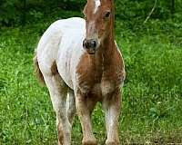 fewspot-horse
