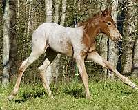 appaloosa-horse