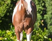 summer-breeze-paint-horse