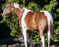 summer-breeze-horse