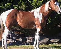 skippa-gelding