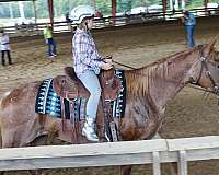 all-around-quarter-horse