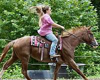 red-roan-socks-blaze-horse