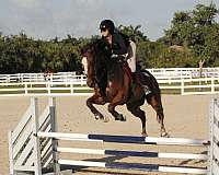 any-level-rider-thoroughbred-horse