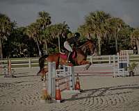 anything-thoroughbred-horse