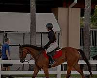 athletic-thoroughbred-horse