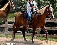grandchildren-tennessee-walking-horse