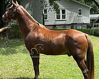 ready-to-ride-tennessee-walking-horse