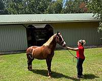 senior-tennessee-walking-horse