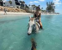 thoroughbred-mare
