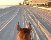 thoroughbred-horse-for-sale