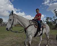 thoroughbred-horse