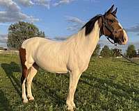 paint-pony-for-sale