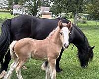 bay-silver-bay-foundation-horse