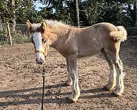 bay-silver-bay-halter-horse