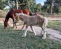 bay-silver-bay-stallion-horse