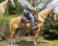 crosses-water-kentucky-mountain-horse