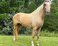 date-kentucky-mountain-horse
