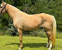 drive-kentucky-mountain-horse