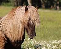 flaxen-with-star-splash-gene-horse
