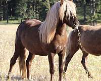 chestnut-flaxen-with-star-splash-gene-horse