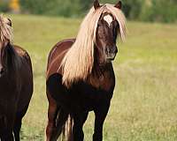 flaxen-with-star-splash-gene