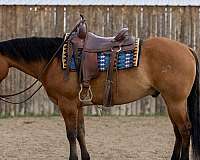 all-around-quarter-horse
