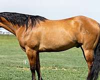 athletic-quarter-horse