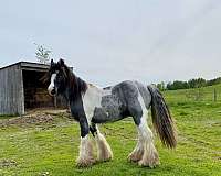 gypsy-vanner-colt