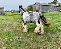 gypsy-vanner-horse-for-sale