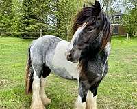 gypsy-vanner-horse