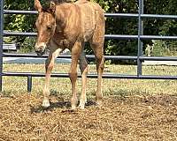 calf-roping-quarter-horse