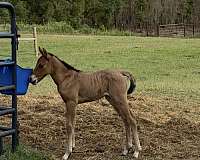 cutting-prospect-quarter-horse